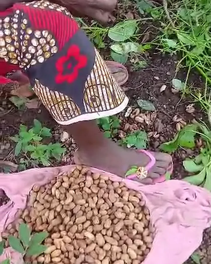 Freshly harvested peanuts piled on a pink cloth in the field