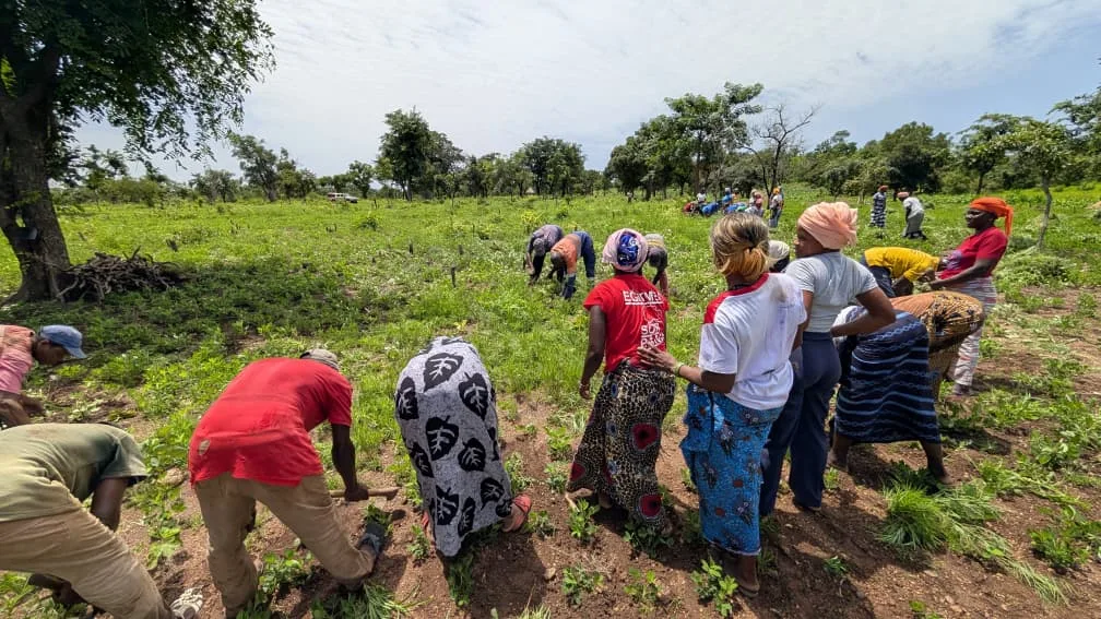Villagers bending side by side to work a field during the rainy season