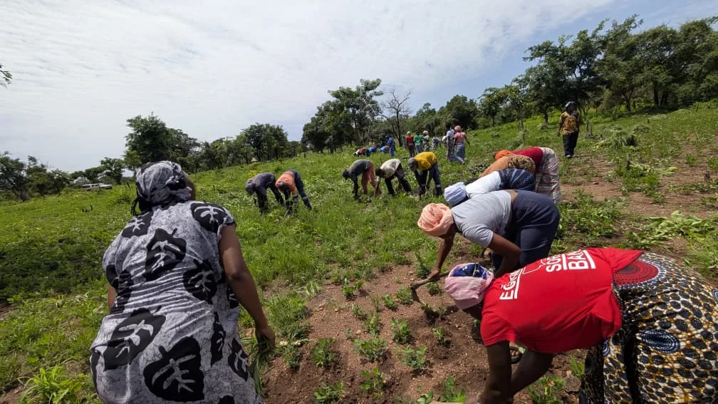 Women and men working together in a large green field