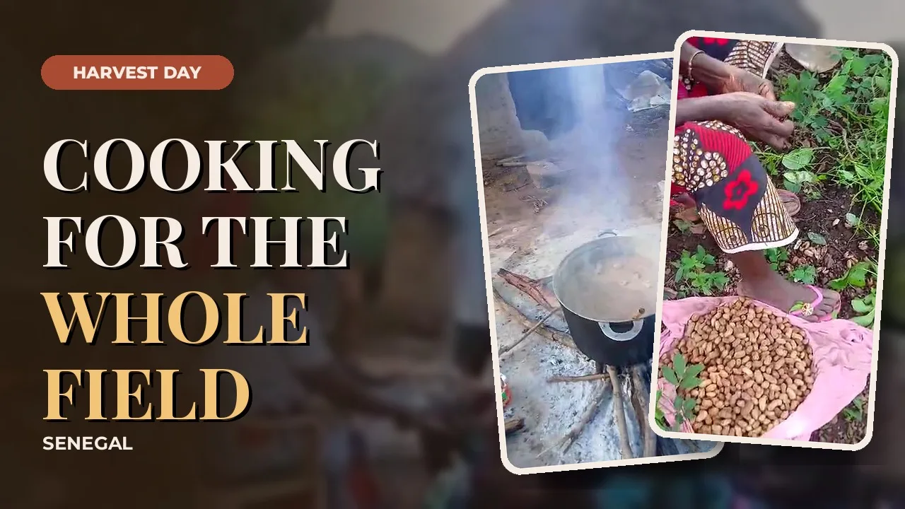 A pot cooking over a wood fire and freshly harvested peanuts